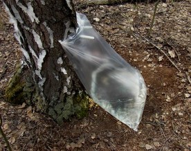 Bag for birch sap 125micr*0.80m*1.10m